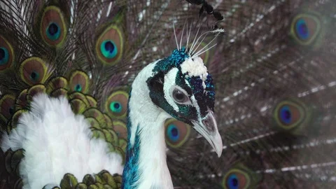 Green Peacock with an open tail close up Stock-Footage 109511427