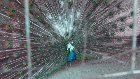 Green Peacock with an open tail 스톡 동영상 109511636