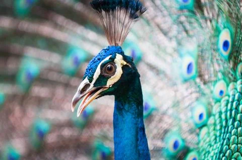 Green peacock Stock Photos