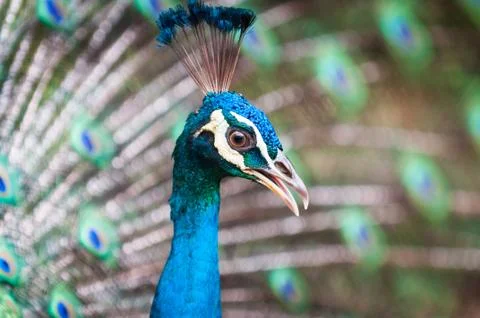 Green peacock Stock Photos