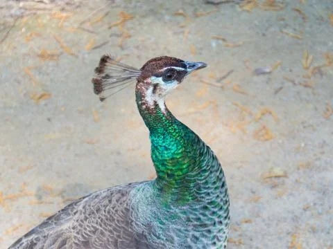 Green peacock Stock Photos