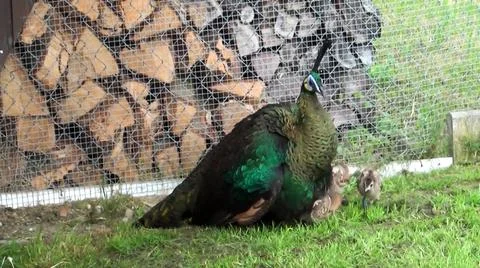 Green Peacock 写真素材