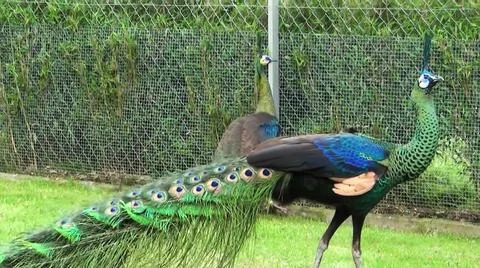 Green Peacock 写真素材