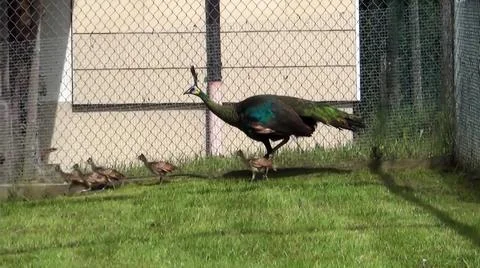 Green Peacock 写真素材