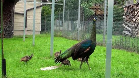 Green Peacock 스톡 사진