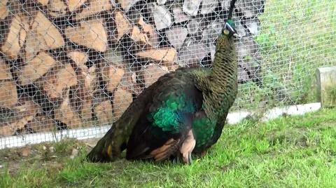 Green Peacock 스톡 사진