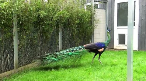 Green Peacock 写真素材