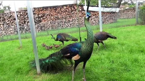 Green Peacock 스톡 사진