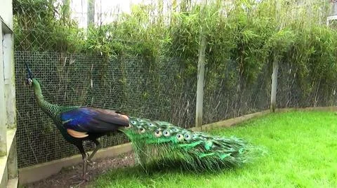 Green Peacock 写真素材