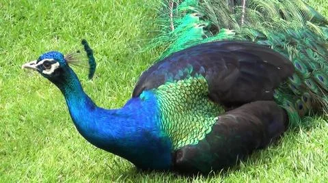 Green Peacock 写真素材