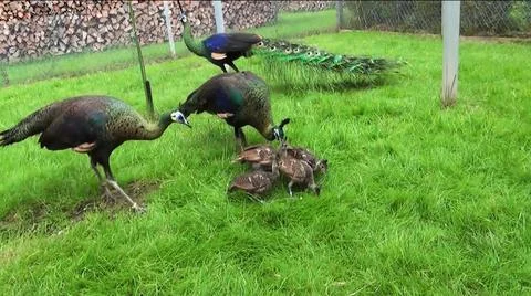 Green Peacock 스톡 사진