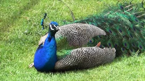 Green Peacock 写真素材