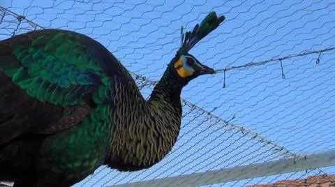Green Peacock 写真素材