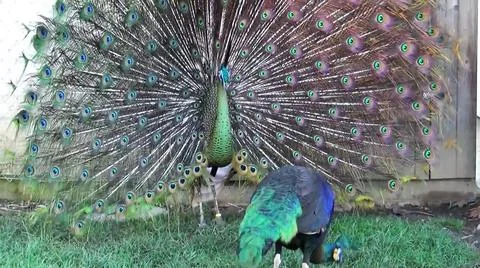 Green Peacock 写真素材