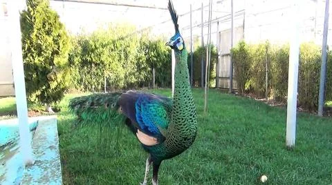 Green Peacock 스톡 사진
