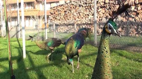 Green Peacock 스톡 사진