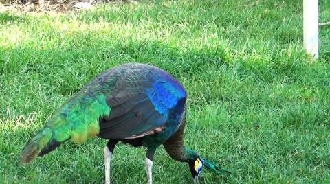 Green Peacock 写真素材