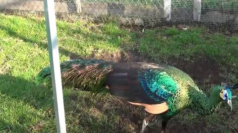 Green Peacock 写真素材