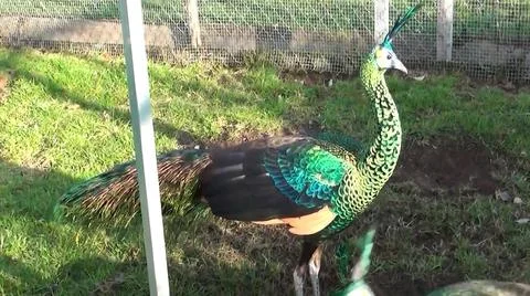 Green Peacock 写真素材