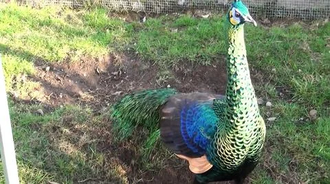 Green Peacock 写真素材