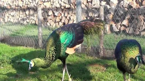 Green Peacock 写真素材