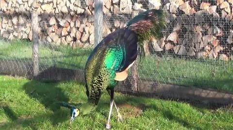 Green Peacock 스톡 사진