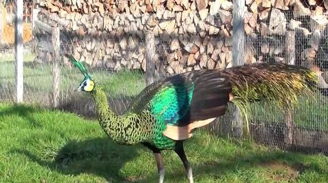 Green Peacock 写真素材