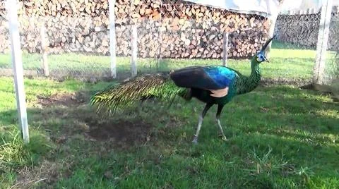 Green Peacock 写真素材