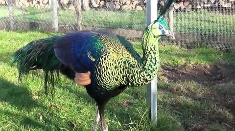 Green Peacock 写真素材