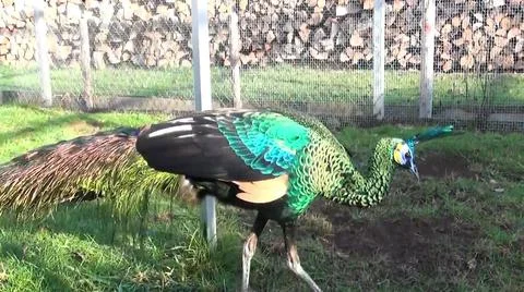 Green Peacock 写真素材