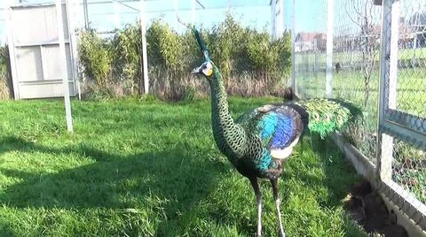 Green Peacock 写真素材