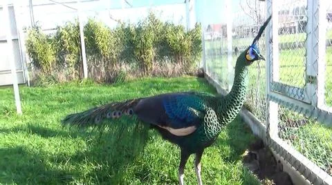 Green Peacock 스톡 사진