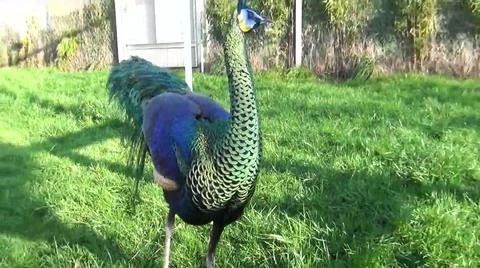 Green Peacock 写真素材