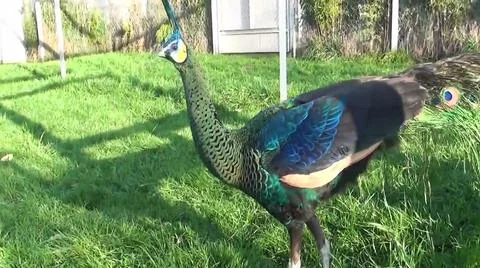 Green Peacock 写真素材