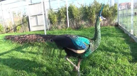 Green Peacock 스톡 사진