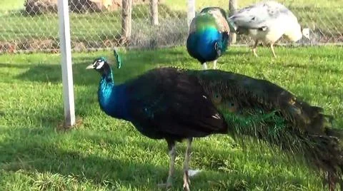Green Peacock 写真素材