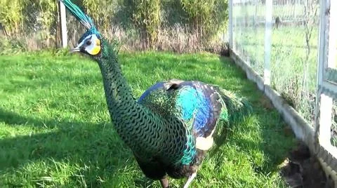 Green Peacock 写真素材