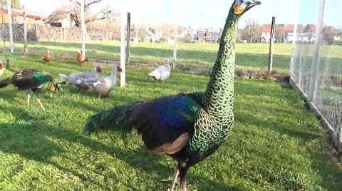 Green Peacock 스톡 사진