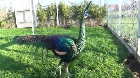 Green Peacock 스톡 사진
