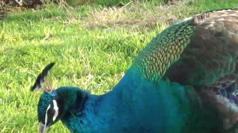 Green Peacock 写真素材