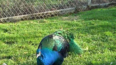 Green Peacock 写真素材