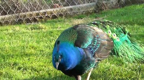 Green Peacock 스톡 사진