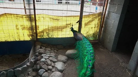 Green Peacock walks in the paddock 스톡 동영상 109511477