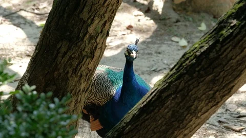 Green peafowl Between Trees Stock-Footage 113923779