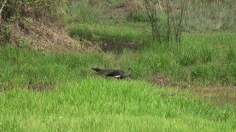 Green Peafowl, Cambodia Видео 121608896