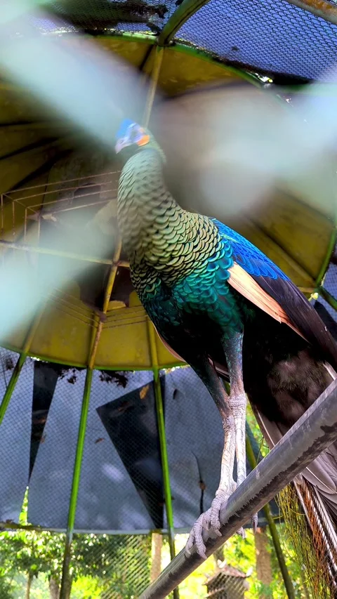 A Green Peafowl Stock Footage 337593170