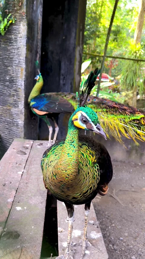 A Green Peafowl Stock Footage 337593282