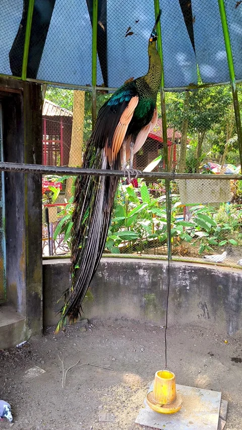 A Green Peafowl Stock Footage 337648481