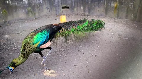 A Green Peafowl Stock Footage 337648483