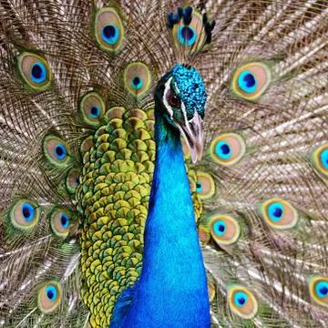 Green peafowl Stock Photos